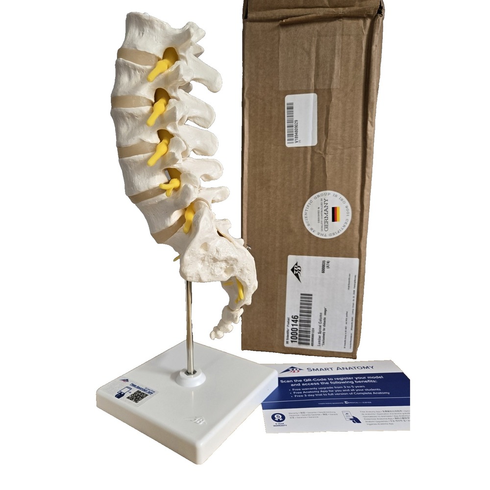 The Human Lumbar Spinal Column 3B Scientific Anatomical Model Anatomy Injection